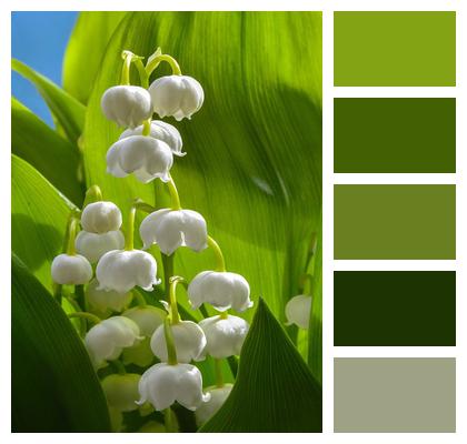 Flower Spring Lily Of The Valley Image